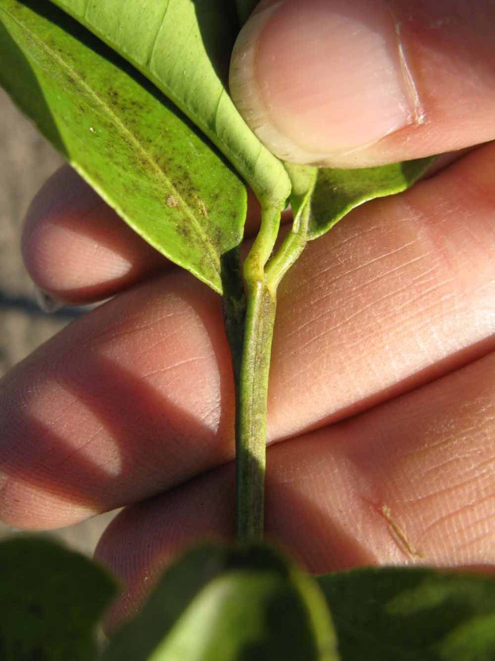              First year twig (Estes, Winter Haven, FL)       